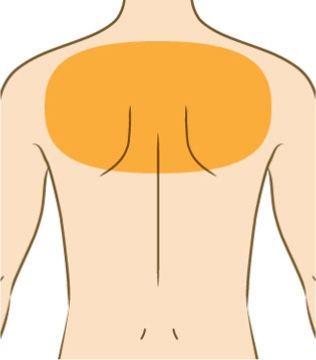 首（鎖骨含む）背中（上部）