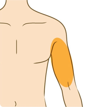 背中（上部）上腕