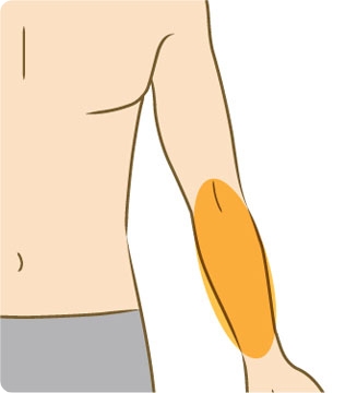 背中（下部）前腕